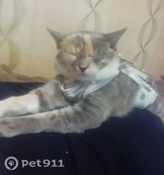 Пропала кошка, 3-я линия 25, Белая Калитва - photo