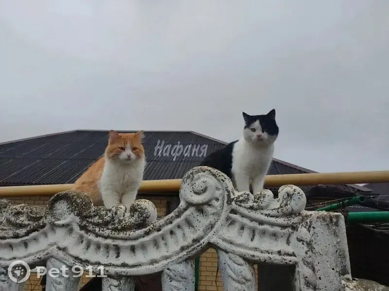 Пропали коты, Социалистическая 69А - photo