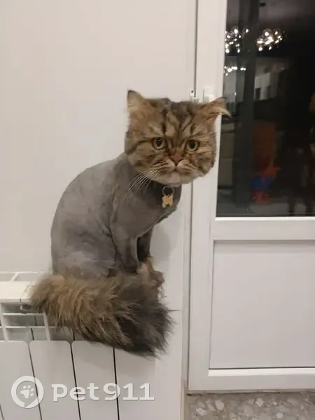 Пропал кот, ул. Губернаторская, 23 - photo