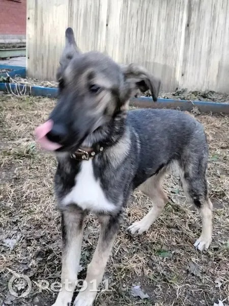 Найдена собака, ул. 50-летия ВЛКСМ, 16 - photo