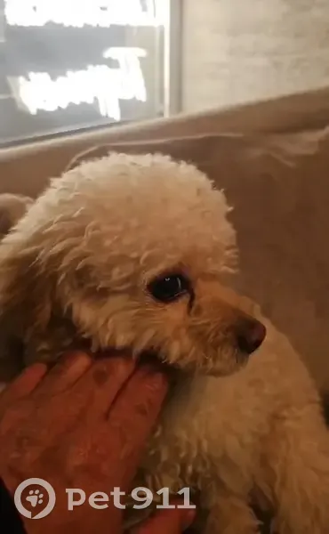 Собака найдена у Пуримания, Гончарная 9/16 с2 - photo