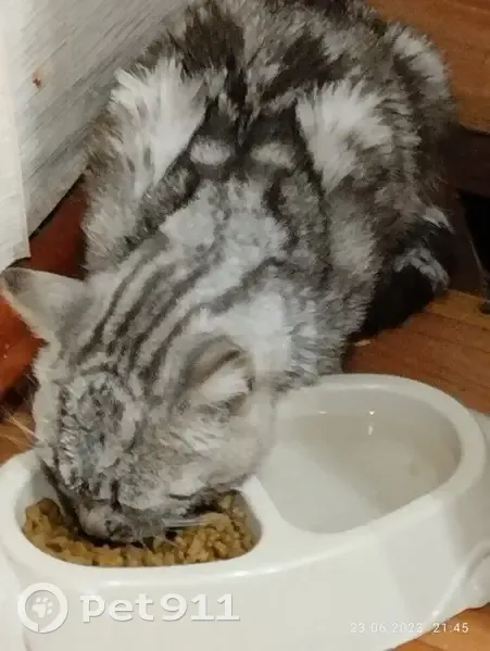 Пропал кот, Осипенко 26, Новоалтайск - photo