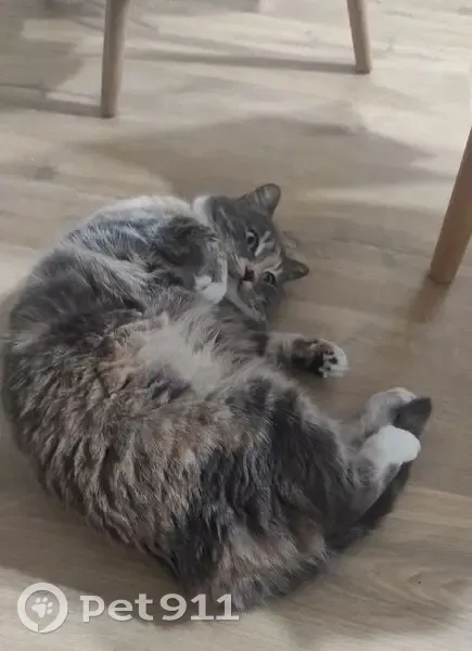 Пропала кошка в Известковом, ЕАО - photo