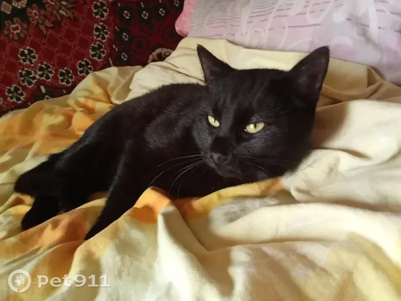 Пропала черная кошка, Дедовичи, Псковщина - photo