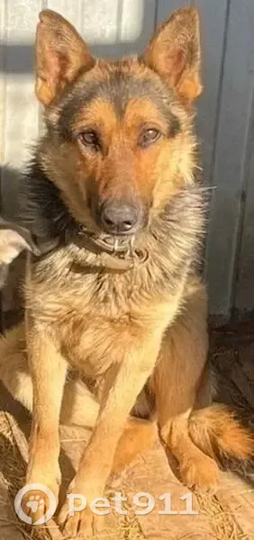 Собака найдена у Мадьянкина, Казань - photo