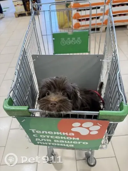 Пропала собака в Костяевке, Вологда - photo