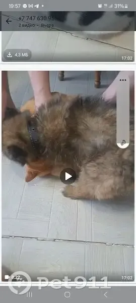 Пропала собака Боня, Таллинская 52, Павлодар - photo