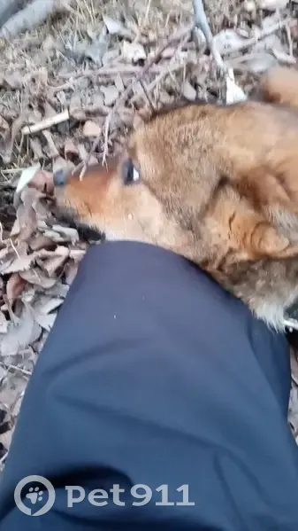 Щенок найден, Моторная 9, Омск - photo