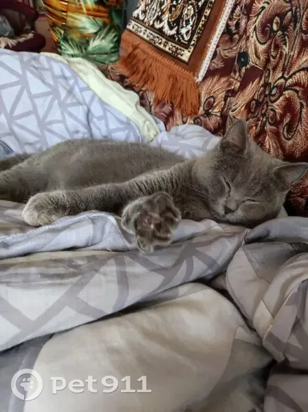 Кошка найдена на Транспортной, Томск - photo