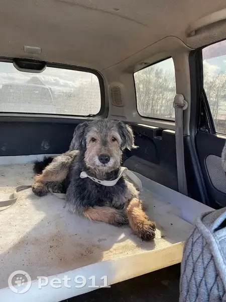 Собака найдена на Пушкинском тракте, Омск - photo