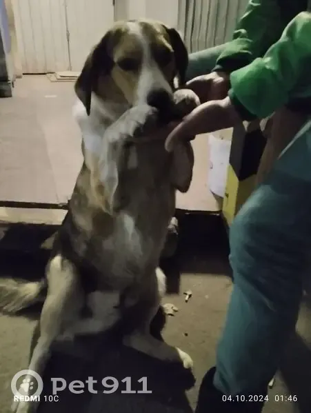 Пропала собака, Брянск, Брянская обл. - photo