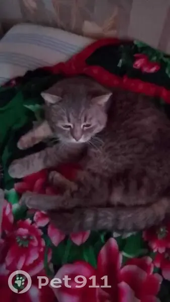 Пропал кот, ул. Мира 33, Староминская - photo