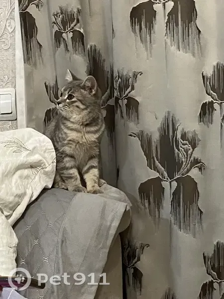 Пропала кошка Ириска, ул. Есенина, Киясово - photo