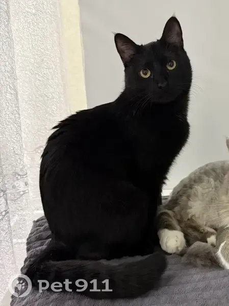 Пропала черная кошка, ул. Насырова, 14 - photo