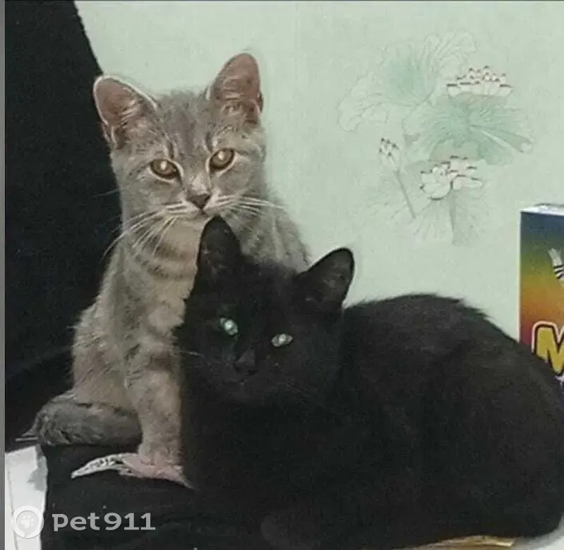 Пропала кошка, ул. Чапаева, 6, Верховье - photo