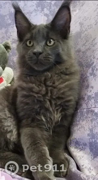 Пропал кот мейнкун, ул. Строителей, 5 - photo