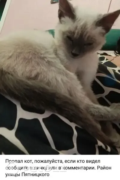 Пропал сиамский кот, ул. Пятницкого, 48 - photo