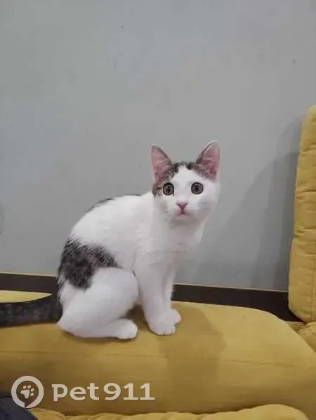 Пропала кошка, ул. Менделеева, 215, Уфа - photo