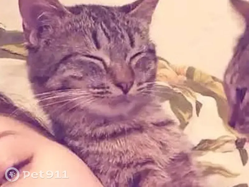 Пропала кошка, ул. Космонавтов, 12/А - photo