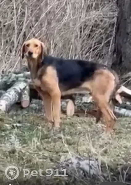 Собака найдена: 49Н-0135, 20 - photo