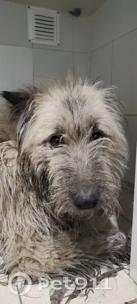 Собака найдена: Курганская ул., Курган - photo