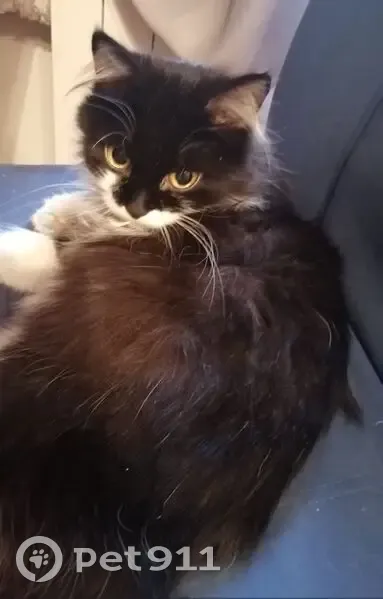 Найдена кошка, пр. Фрунзе 131, Томск - photo