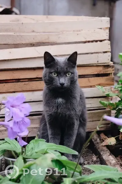 Пропала кошка, Дальневосточная 66, Крск - photo