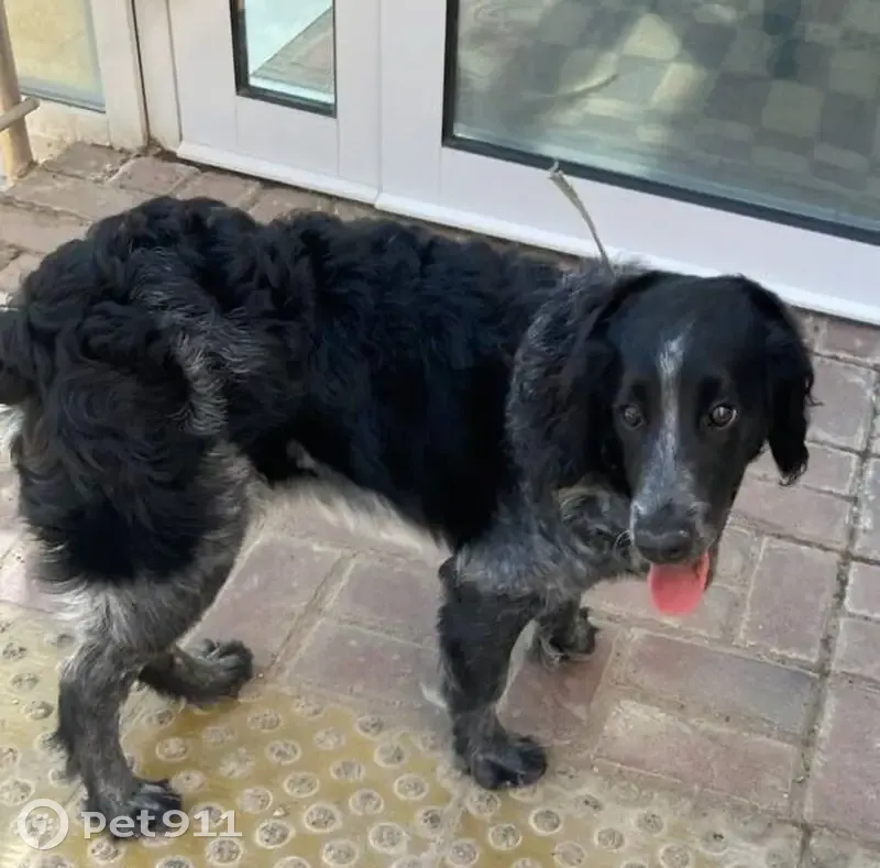 Собака найдена у больницы, Ташкентская ул. - photo