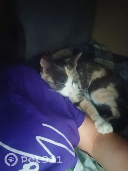 Пропала кошка, Пейзажная ул. 167А, Ростов - photo