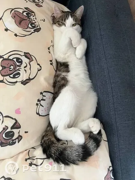 Пропала кошка, ул. Закиева, 20 к2, Казань - photo