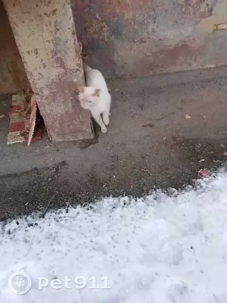 Кошка найдена: пр. Фрунзе, 230, Томск - photo