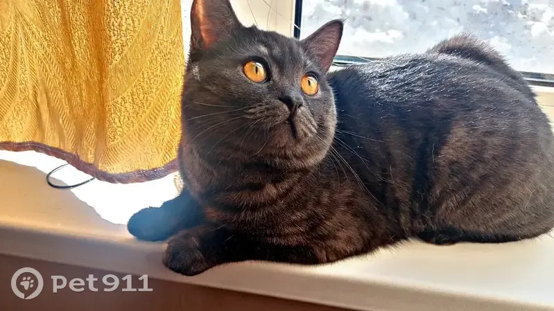 Пропала кошка Люцифер, Гагарина 27, Куеда - photo