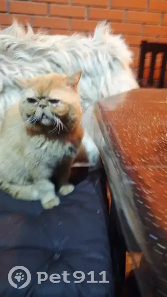 Пропала кошка, 1-й Бахмачеевский пр., 10 - photo