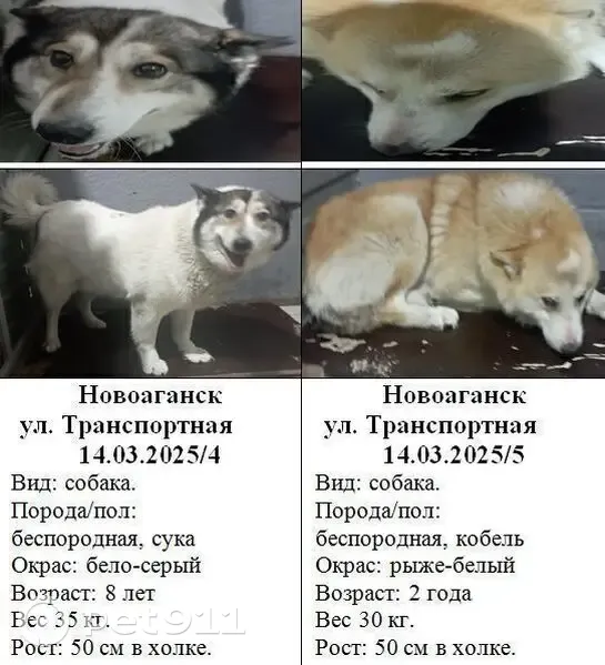 Собака найдена: Транспортная ул., Новоаганск - photo