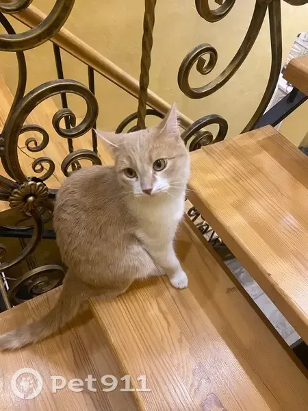 Пропал кот, ул. Лбова 33, Пермь - photo