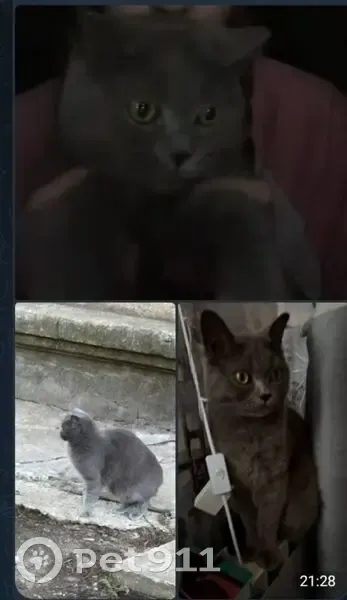 Пропала кошка, пл. Ленина 15, Рыбное - photo