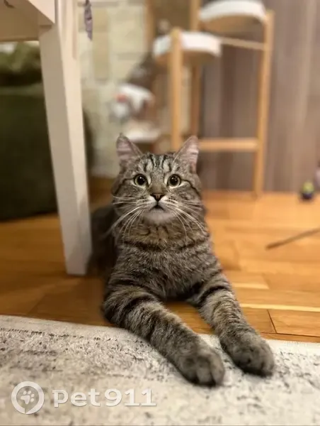 Пропал кот Боб, Волго-Донская 23, Ковров - photo