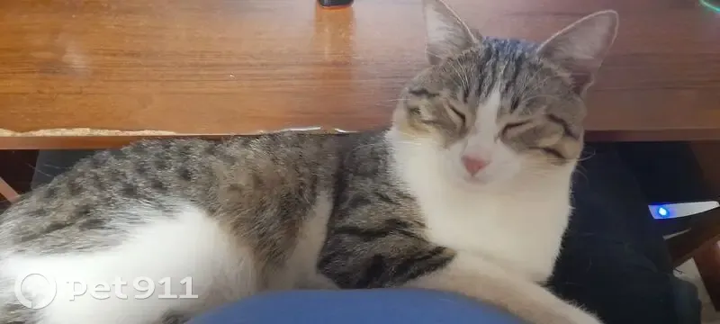 Пропала кошка, Советская ул., Ковров - photo