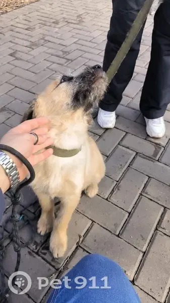 Щенок найден: Кольцевая ул, 4, Красноярск - photo