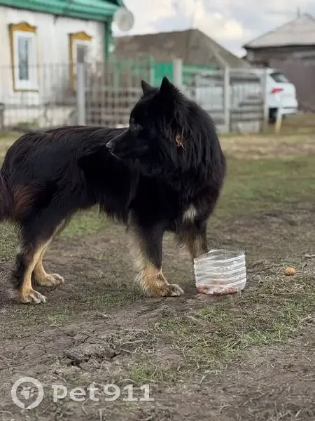 Найдена собака, ул. Павлова, 2А, Богатое - photo