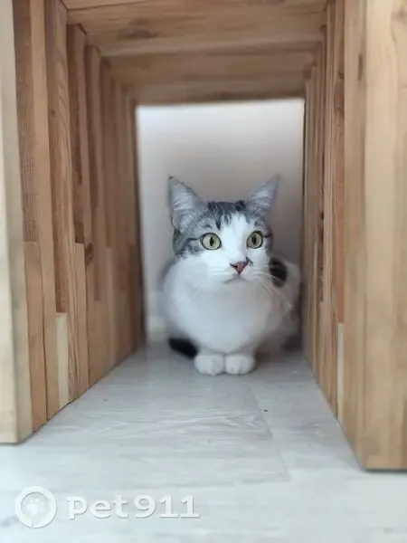 Пропала кошка, ул. Сарабеева, 5, Краснодар - photo