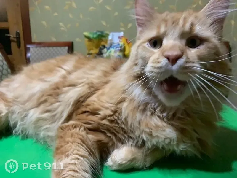 Пропала собака, Аптекарская ул. 29, Балашиха - photo