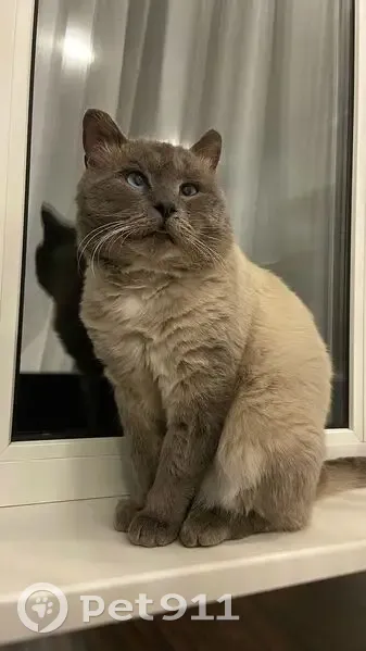 Пропала кошка, Большая Садовая 248 - photo