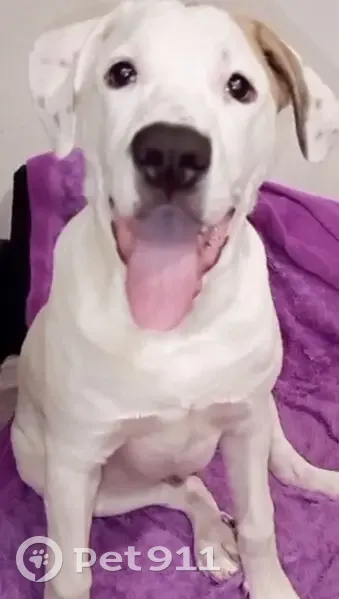 Пропала собака, Школьная ул., Петровка - photo