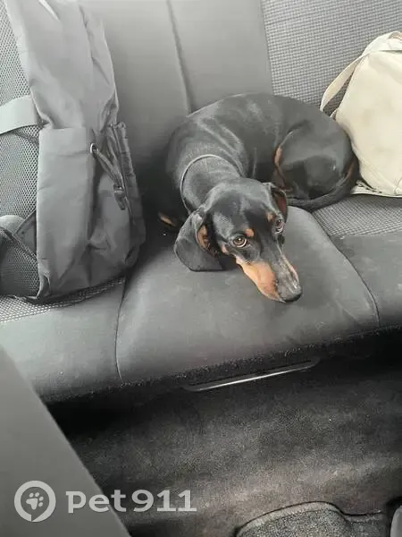 Собака найдена на ул. 60 лет Октября, 111Б - photo