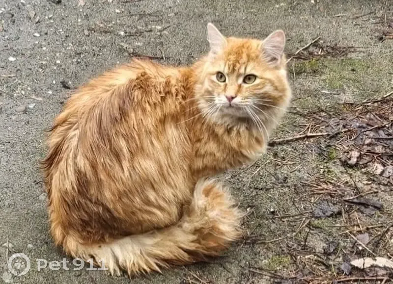 Кошка найдена: Главная улица, 3, Сюктерка - photo