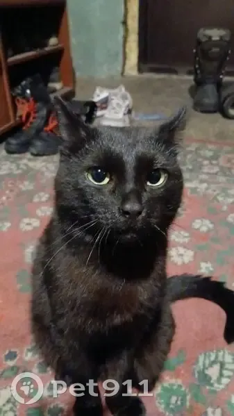 Пропал кот Сёма, Памирская 45, Кемерово - photo