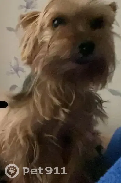 Пропала собака, Текучёва 176, Ростов-на-Дону - photo