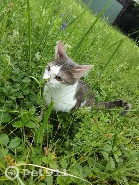 Пропала кошка, Боровая ул. 4/1, Уфа - photo