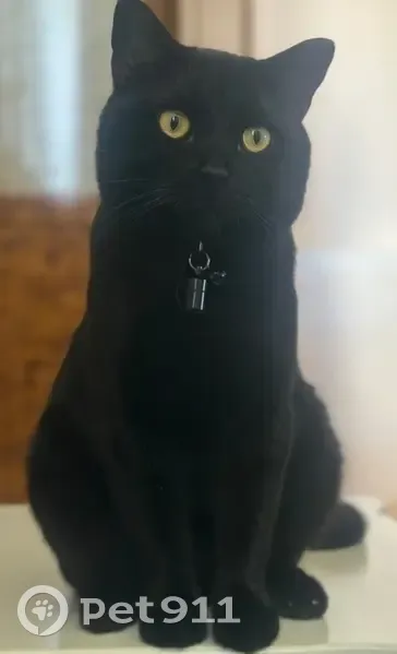 Пропал кот, Днепровская ул., 9, Енотаевка - photo